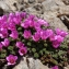  Marco CARCHIDI - Saxifraga oppositifolia L. [1753]