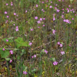 Photographie n°135442 du taxon Silene conica L.