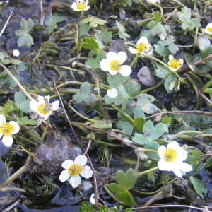 Photographie n°135443 du taxon Ranunculus aquatilis L. [1753]