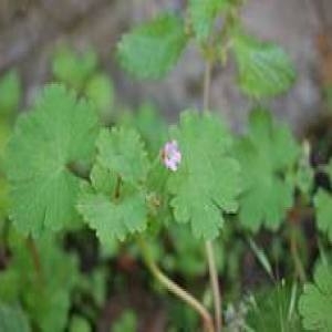 Photographie n°135454 du taxon Geranium rotundifolium L. [1753]