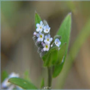 Photographie n°135455 du taxon Myosotis des champs