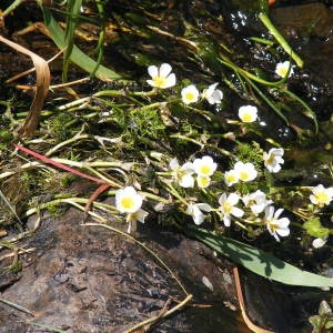 Photographie n°135462 du taxon Ranunculus peltatus Schrank [1789]