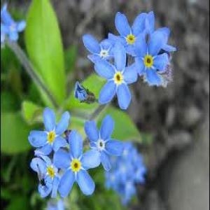 Photographie n°135835 du taxon Myosotis des champs
