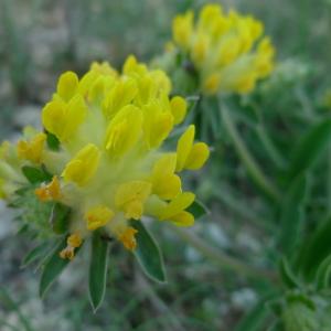 Photographie n°136395 du taxon Anthyllis vulneraria L. [1753]