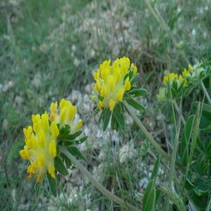 Photographie n°136400 du taxon Anthyllis vulneraria L. [1753]