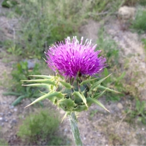 Photographie n°136542 du taxon Silybum marianum (L.) Gaertn. [1791]