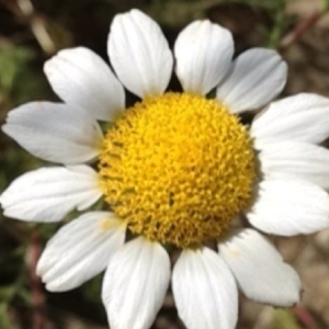 Anthemis pedunculata Desf. (Anacycle en massue)