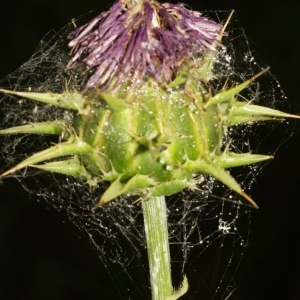 Photographie n°138257 du taxon Silybum marianum (L.) Gaertn. [1791]