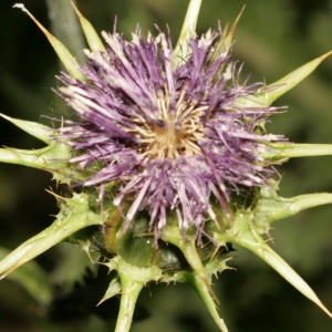 Photographie n°138260 du taxon Silybum marianum (L.) Gaertn. [1791]