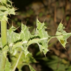 Photographie n°138262 du taxon Silybum marianum (L.) Gaertn. [1791]