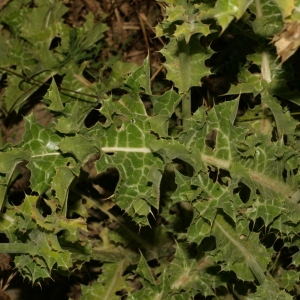 Photographie n°138264 du taxon Silybum marianum (L.) Gaertn. [1791]