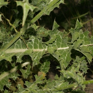 Photographie n°138265 du taxon Silybum marianum (L.) Gaertn. [1791]