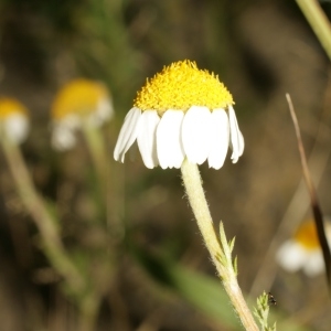 Photographie n°138269 du taxon Anacyclus clavatus (Desf.) Pers. [1807]