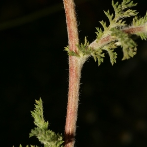 Photographie n°138278 du taxon Anacyclus clavatus (Desf.) Pers. [1807]