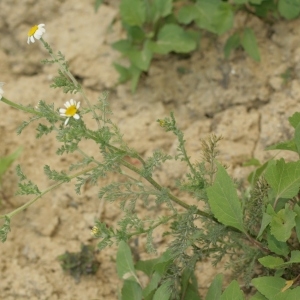 Photographie n°138310 du taxon Anacyclus clavatus (Desf.) Pers. [1807]