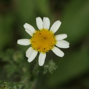 Photographie n°138311 du taxon Anacyclus clavatus (Desf.) Pers. [1807]