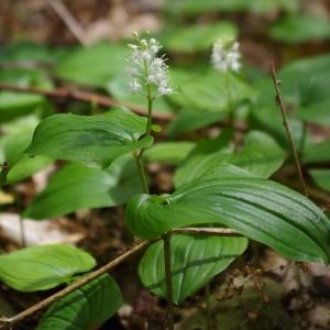 Photographie n°140744 du taxon Maianthemum bifolium (L.) F.W.Schmidt