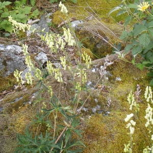 Photographie n°140746 du taxon Aconitum lycoctonum subsp. neapolitanum (Ten.) Nyman [1878]