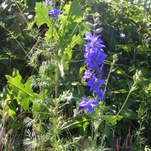  - Delphinium fissum Waldst. & Kit. [1802]