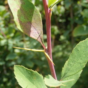 Photographie n°140752 du taxon Berberis vulgaris L. [1753]