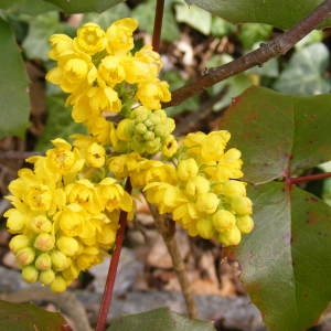 Mahonia aquifolium (Pursh) Nutt. (Mahonia à feuilles de houx)