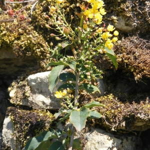 Photographie n°140760 du taxon Mahonia aquifolium (Pursh) Nutt. [1818]