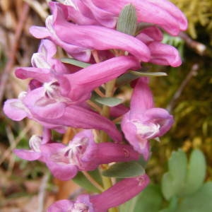 Photographie n°140761 du taxon Corydalis solida (L.) Clairv.
