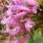  Jean-Claude Calais - Corydalis solida (L.) Clairv.