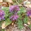  Jean-Claude Calais - Corydalis solida (L.) Clairv.