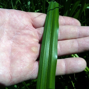 Photographie n°140772 du taxon Carex riparia Curtis [1783]