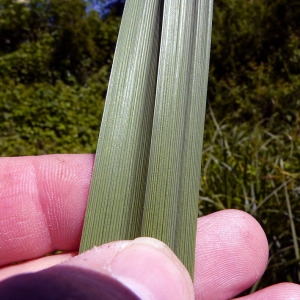 Photographie n°140774 du taxon Carex riparia Curtis [1783]