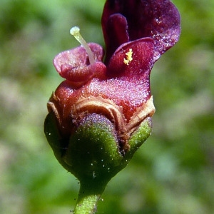 Scrophularia balbisii Hornem. (Scrofulaire à oreillettes)