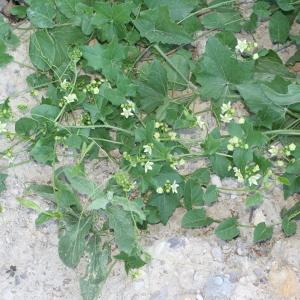 Photographie n°140842 du taxon Bryonia dioica Jacq.