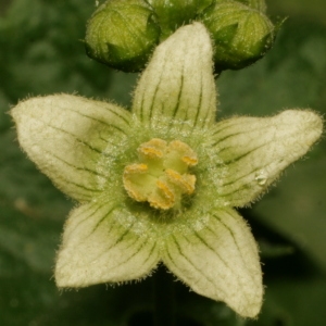 Bryonia ruderalis Salisb. (Bryone dioïque)