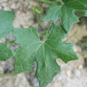 Photographie n°140856 du taxon Bryonia dioica Jacq.