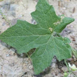 Photographie n°140857 du taxon Bryonia dioica Jacq.