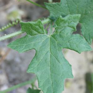 Photographie n°140861 du taxon Bryonia dioica Jacq.