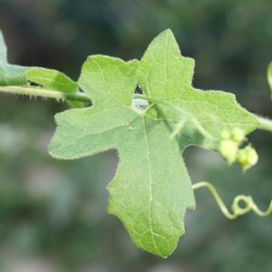 Photographie n°140863 du taxon Bryonia dioica Jacq.