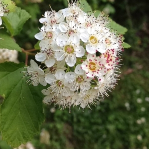  - Physocarpus opulifolius (L.) Raf. [1838]