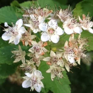  - Physocarpus opulifolius (L.) Raf. [1838]