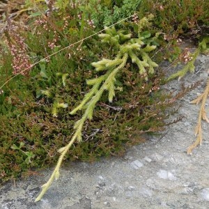 Photographie n°141058 du taxon Lycopodium clavatum L. [1753]