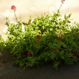 Photographie n°141061 du taxon Centranthus ruber (L.) DC. [1805]