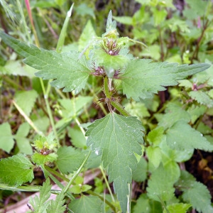 Photographie n°141071 du taxon Lamium maculatum (L.) L. [1763]