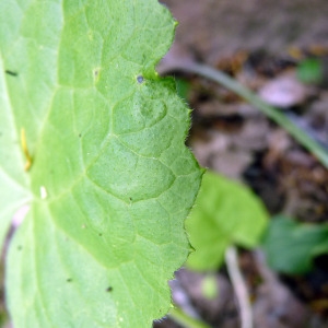 Photographie n°141081 du taxon Lunaria annua L. [1753]