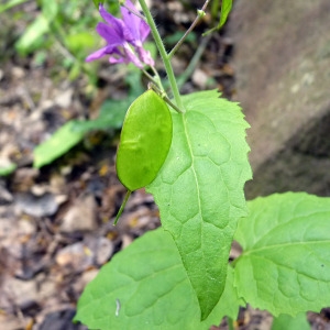 Photographie n°141083 du taxon Lunaria annua L. [1753]