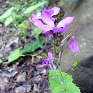 Photographie n°141084 du taxon Lunaria annua L. [1753]