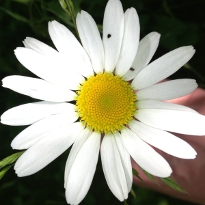 Photographie n°141140 du taxon Leucanthemum vulgare Lam. [1779]