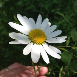 Photographie n°141141 du taxon Leucanthemum vulgare Lam. [1779]