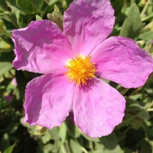 Photographie n°141147 du taxon Cistus albidus L. [1753]