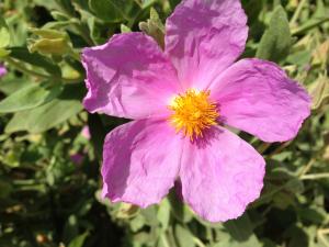 Hervé GOËAU, le  5 juin 2013 (Paris (Jardin des Plantes))